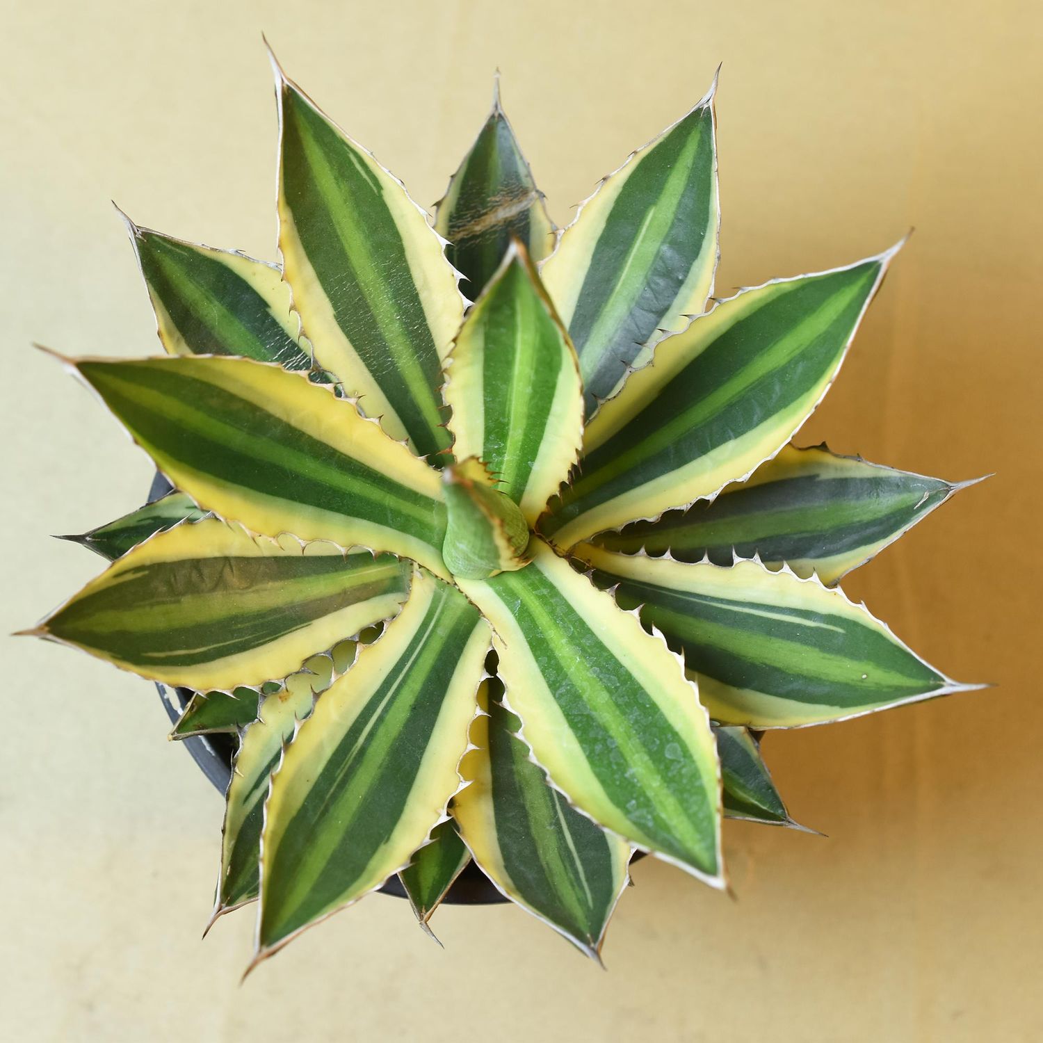 Agave lophantha quadricolor Agave lophantha quadricolor