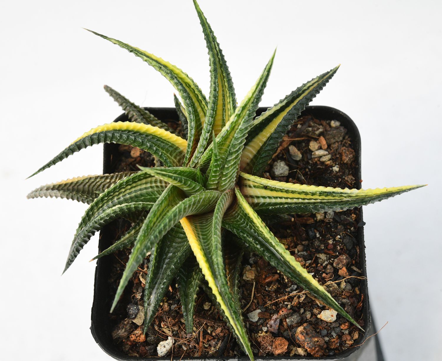 Haworthia limifolia f. variegata – Fairy Washboard Haworthia limifolia f. variegata – Fairy Washboard
