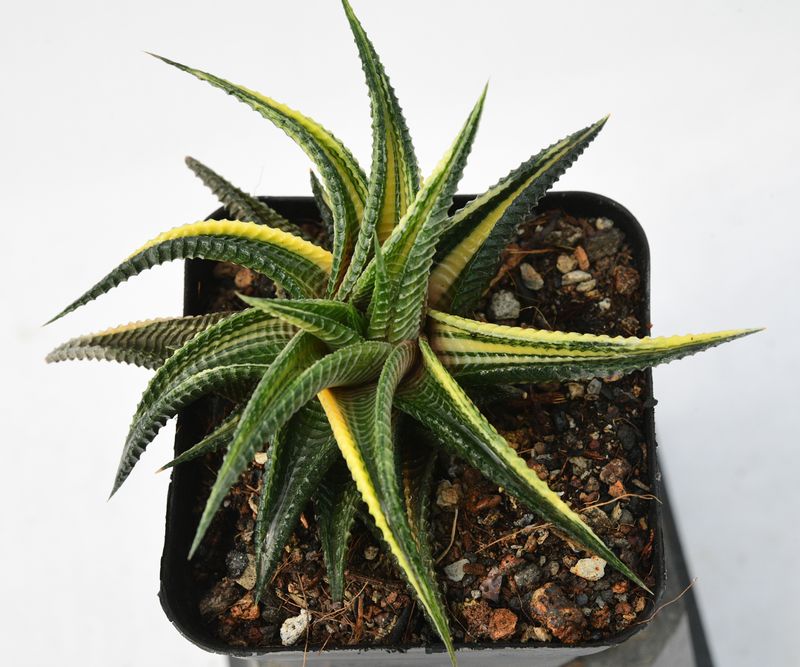 Haworthia limifolia f. variegata – Fairy Washboard