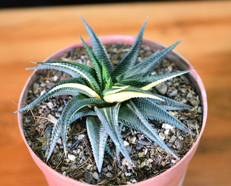 Haworthia limifolia f. variegata – Fairy Washboard Haworthia limifolia f. variegata – Fairy Washboard top-down view