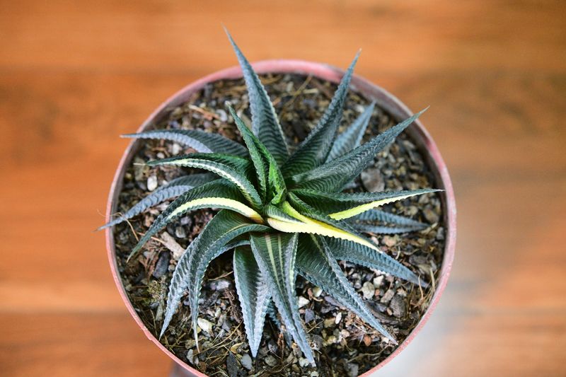 Haworthia limifolia f. variegata – Fairy Washboard angled view