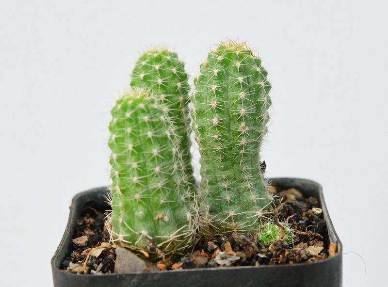 Chamaecereus hybrid "Rainbow Spirit" (Peanut Cactus)