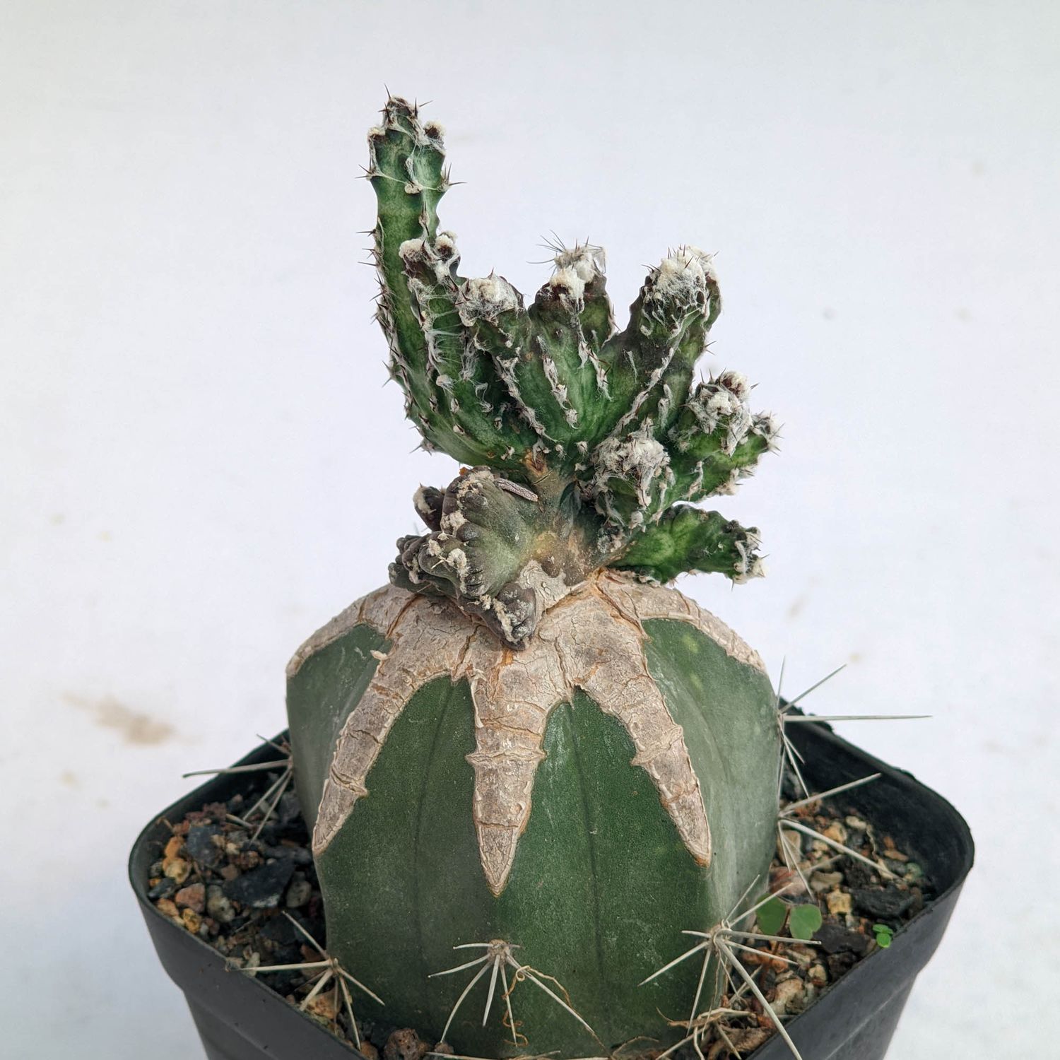 Monvillea Spegazzinii Forma Crest (Type B)  (Syn: Cereus Spegazzinii)