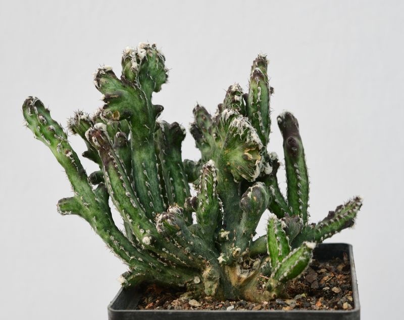 Monvillea Spegazzinii Forma Crest (Type B)  (Syn: Cereus Spegazzinii)