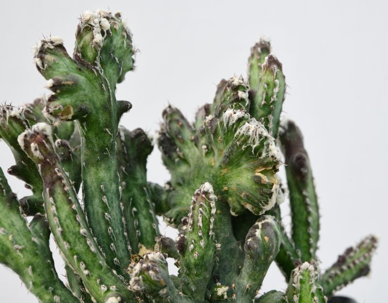Monvillea Spegazzinii Forma Crest (Type B) (Syn: Cereus Spegazzinii)