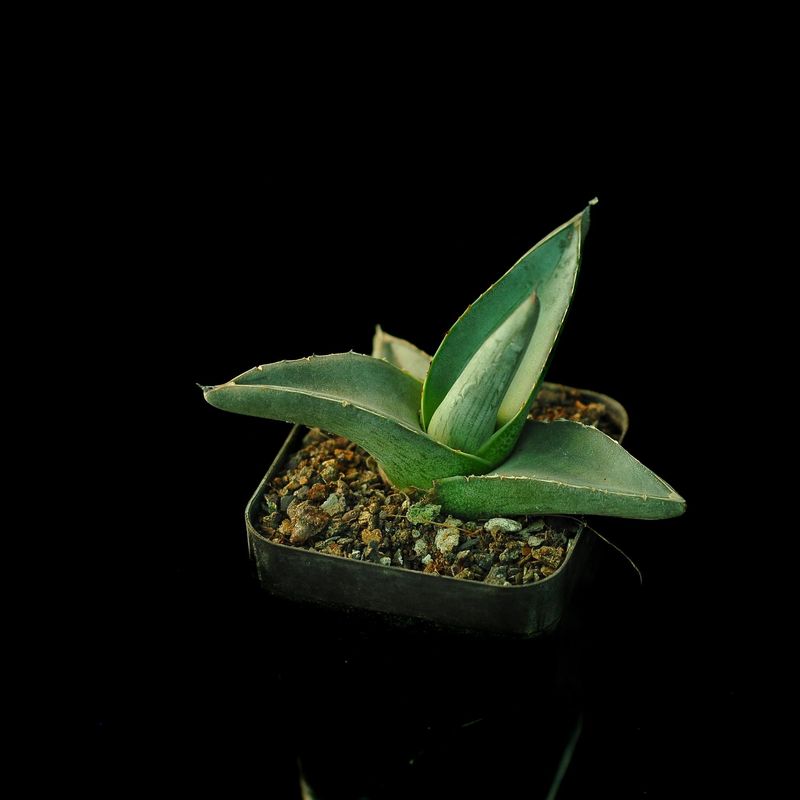 Agave pumila cv. NANA Agave Pumila cv. NANA angled side view
