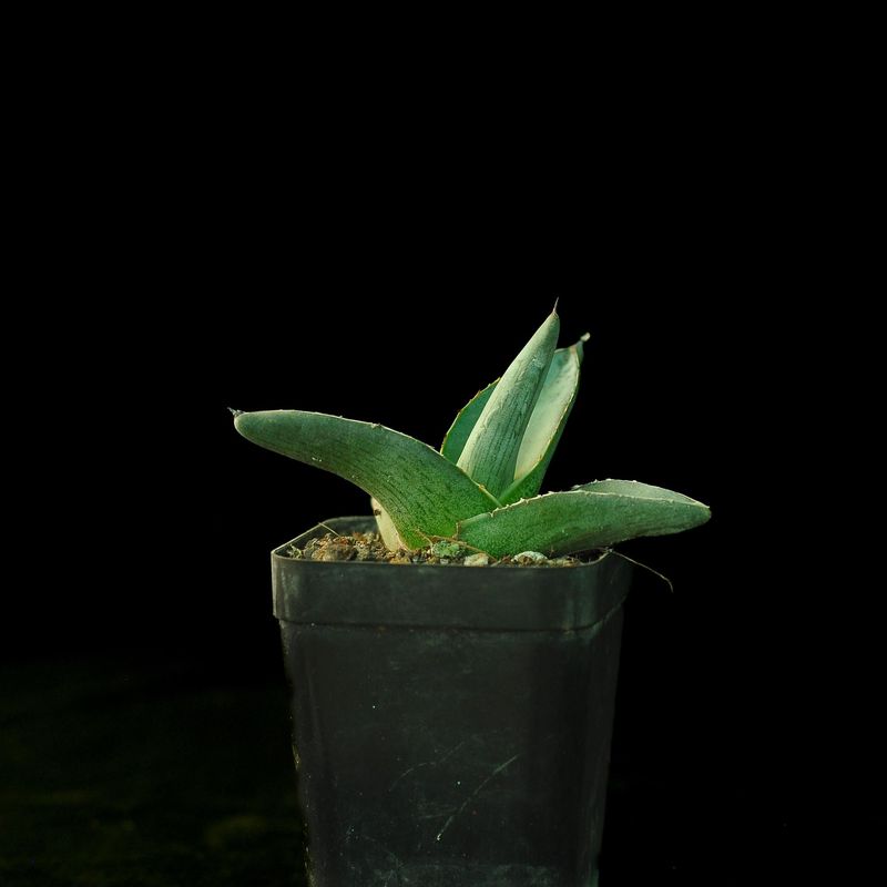 Agave Pumila cv. NANA front view