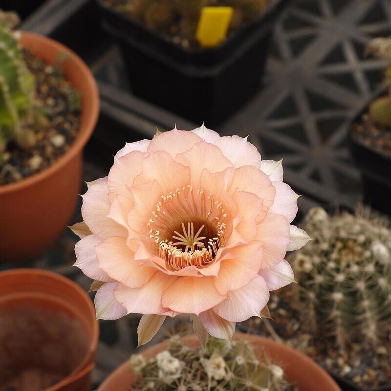 Echinopsis hybrid Echinopsis hybrid "Kincsem"- Flower