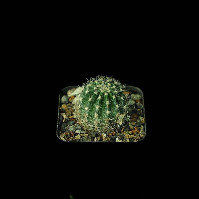 Echinopsis hybrid "Kincsem" - Top View
