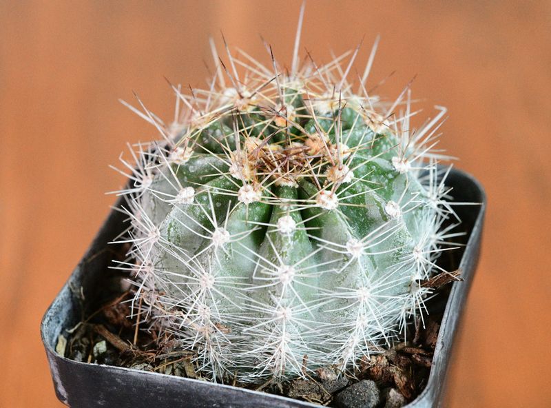 Echinopsis hybrid "Kincsem"