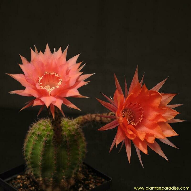 Echinopsis hybrid 'Rollo' (LET180)-FLOWER