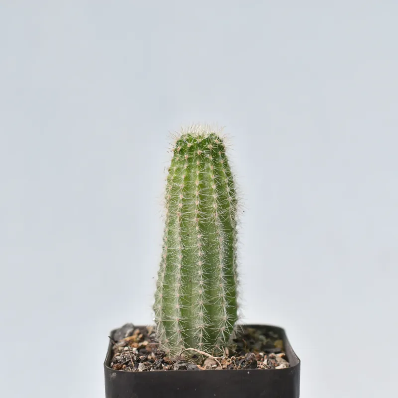 Echinopsis hybrid 'Rollo' (LET180)