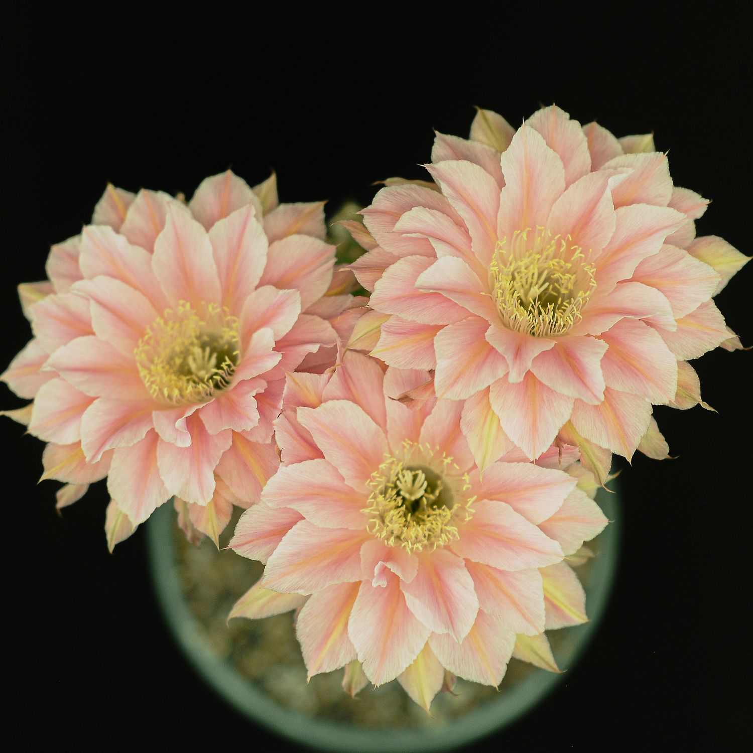 Lobivia hybrid Manee in vase with multiple pink blooms