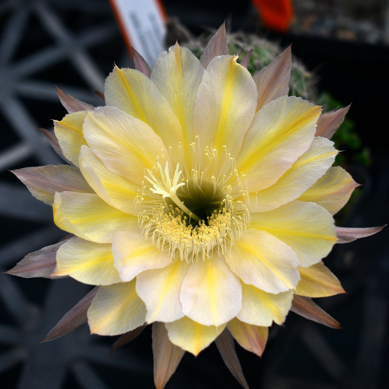 Echinopsis hybrid Daenerys B1