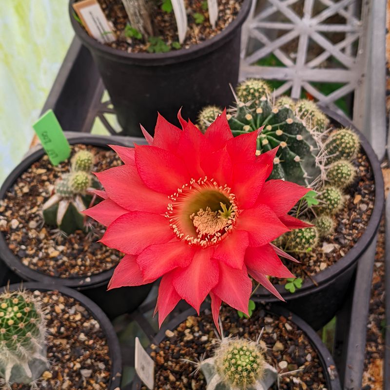 Echinopsis Hybrid Harbard
