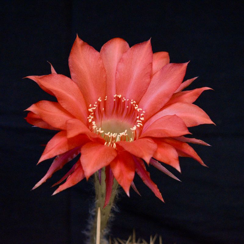 Echinopsis Hybrid Harbard