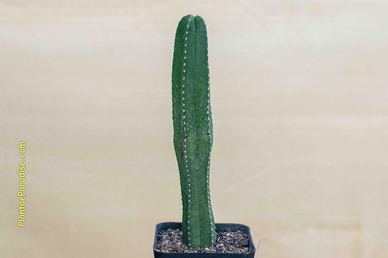 Marginatocereus Marginatus