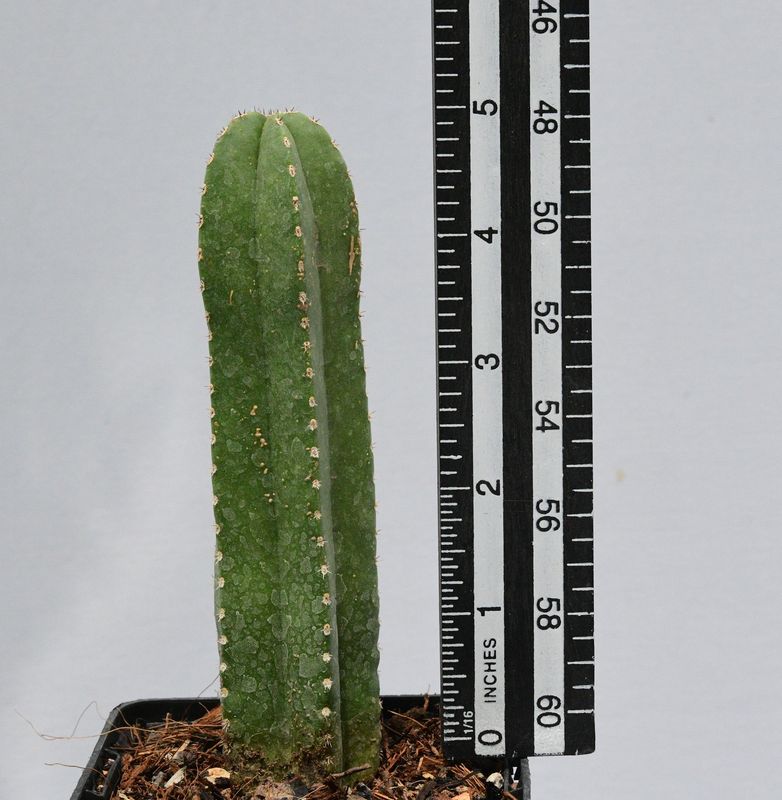 Marginatocereus marginatus