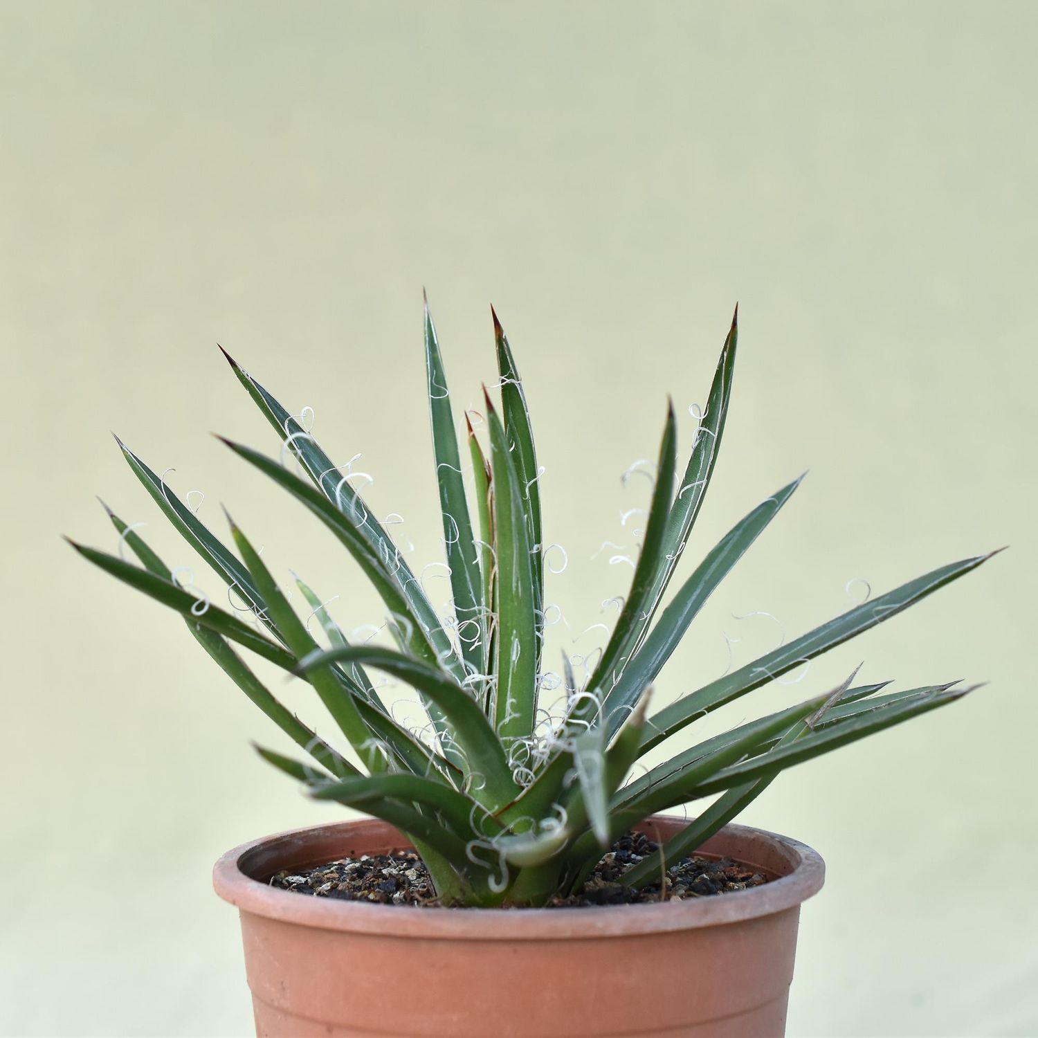 Agave x leopoldii hort. ex G.Nicholson