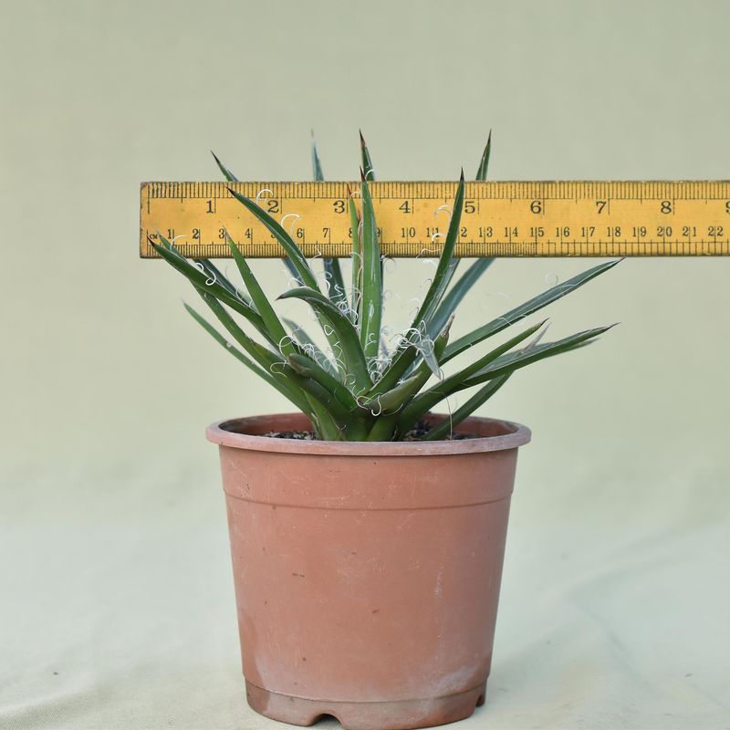 Agave x leopoldii hort. ex G.Nicholson