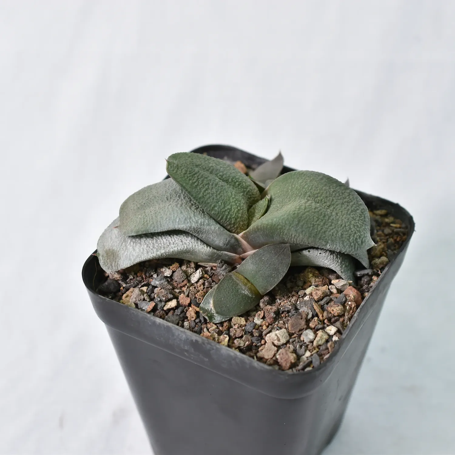 Gasteria armstrongii Gasteria armstrongii