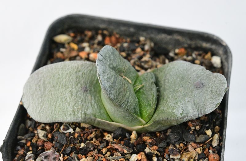 Gasteria armstrongii