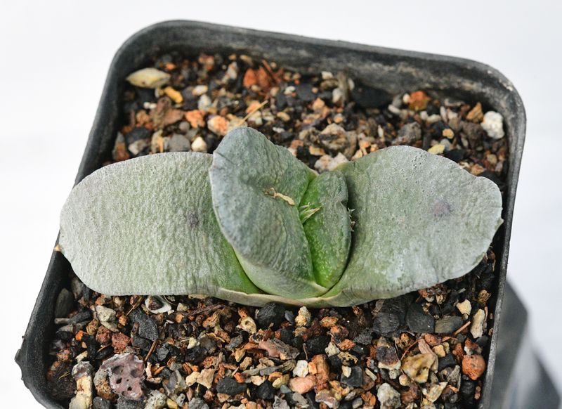 Gasteria armstrongii