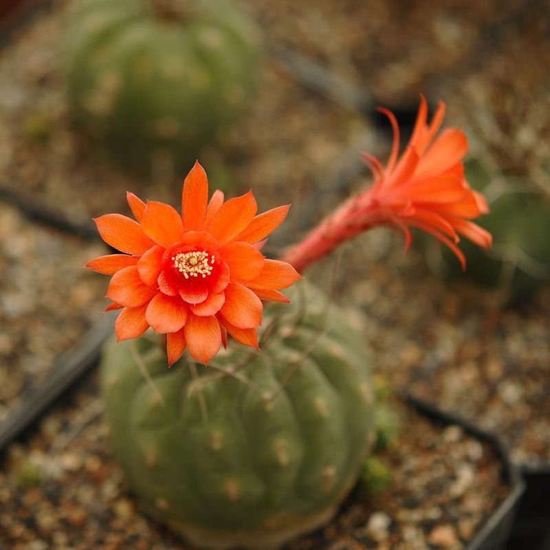 Matucana madisoniorum in bloom with orange flower