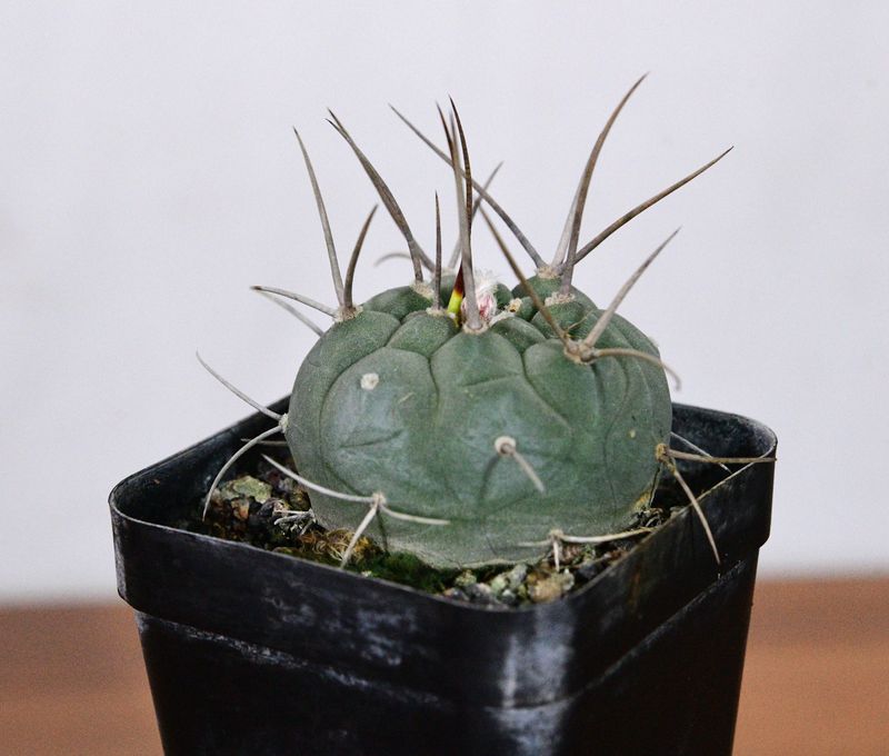 Matucana madisoniorum front view