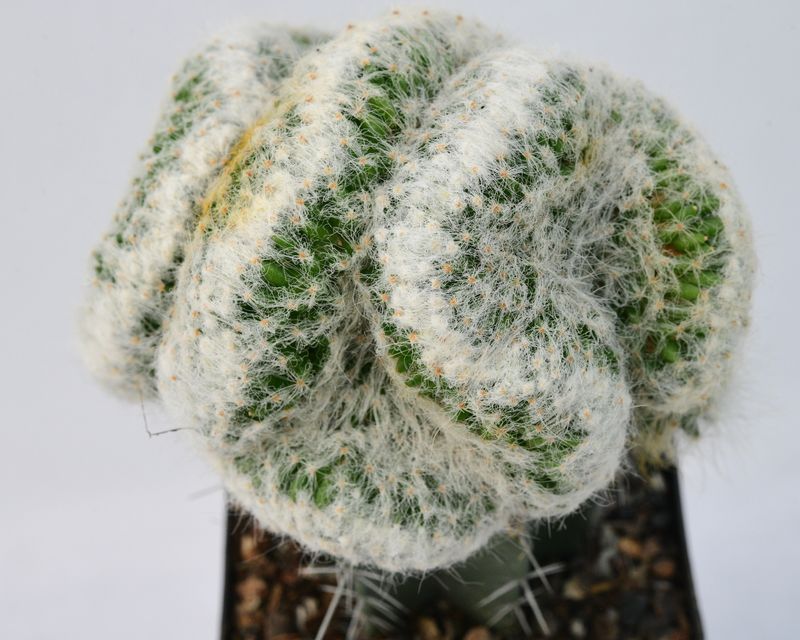 Mammillaria baumii Crest Grafted close-up crest crown