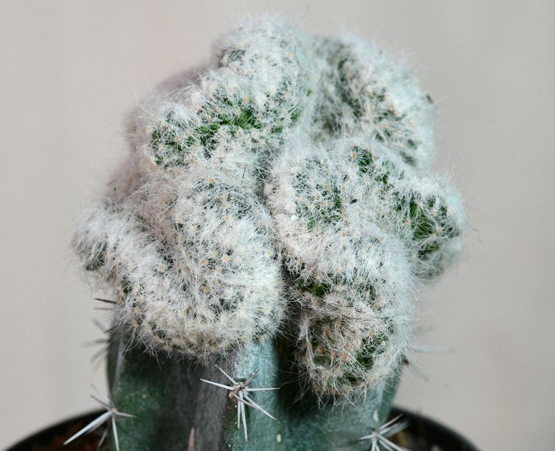 Mammillaria baumii Crest Grafted top-down view showing dense white spines