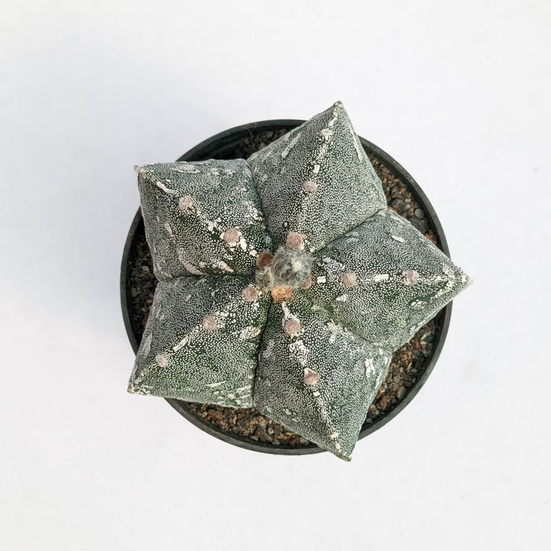 Astrophytum myriostigma  HAKUUN