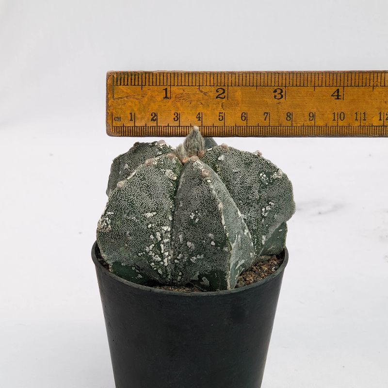 Astrophytum myriostigma  HAKUUN