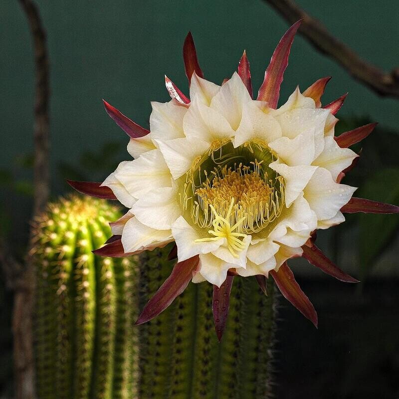 Trichocereus spachianus ( Cereus spachianus )- Flower