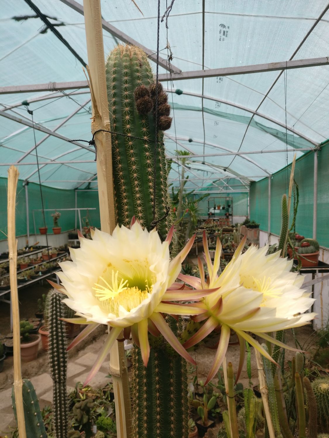 Trichocereus spachianus ( Cereus spachianus ) Trichocereus spachianus ( Cereus spachianus )