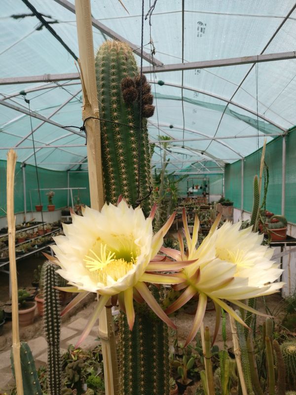 Trichocereus spachianus ( Cereus spachianus )