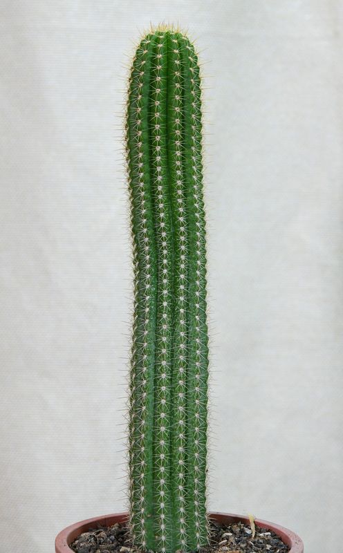 Trichocereus spachianus (Cereus spachianus) tall columnar specimen in pot