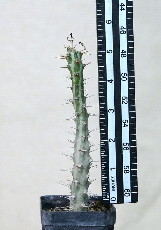 Euphorbia horwoodi in pot with size reference ruler