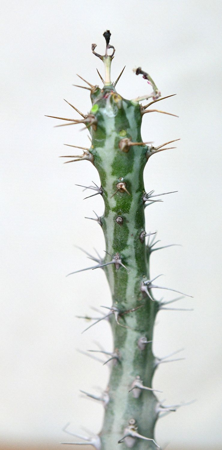 Euphorbia horwoodi full plant view