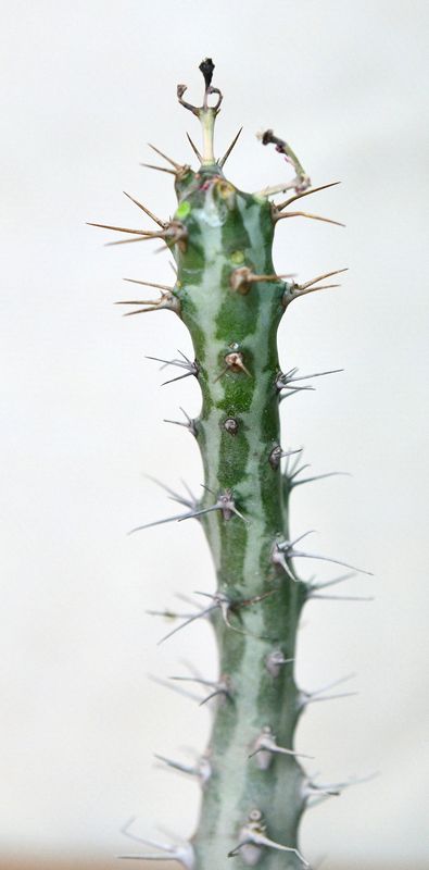 Euphorbia horwoodi Euphorbia horwoodi full plant view