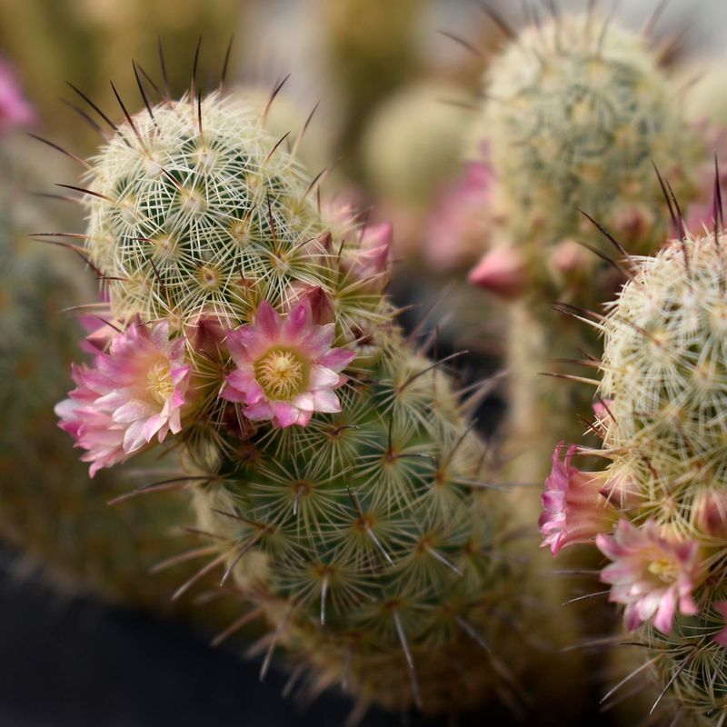Mammillaria elongata albispinus rubriflora Mammillaria elongata albispinus rubriflora in bloom with bright pink flowers