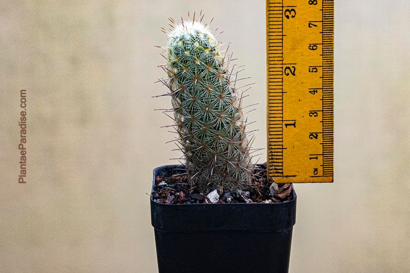 Mammillaria elongata albispinus rubriflora with ruler for size reference