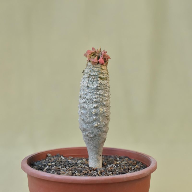 Euphorbia ankarensis
