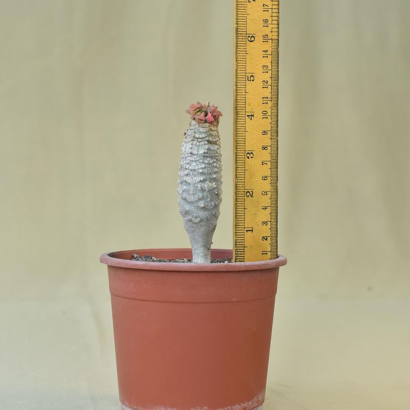 Euphorbia ankarensis
