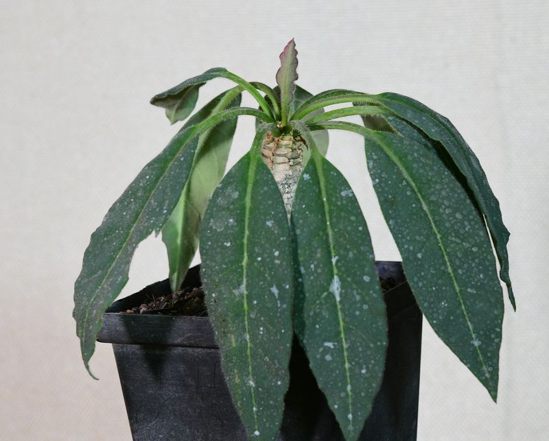 Euphorbia ankarensis potted plant with drooping leaves