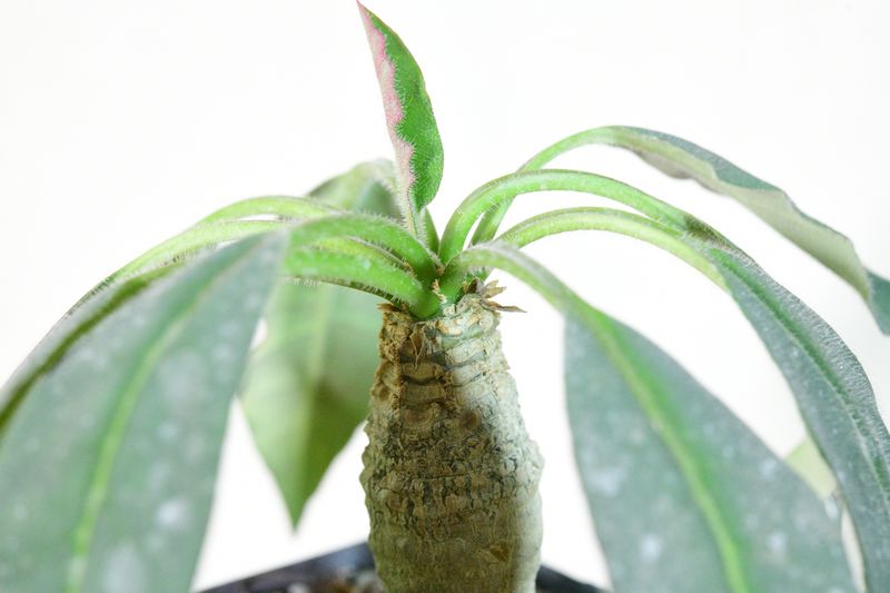 Euphorbia ankarensis Euphorbia ankarensis close-up of stem and new growth