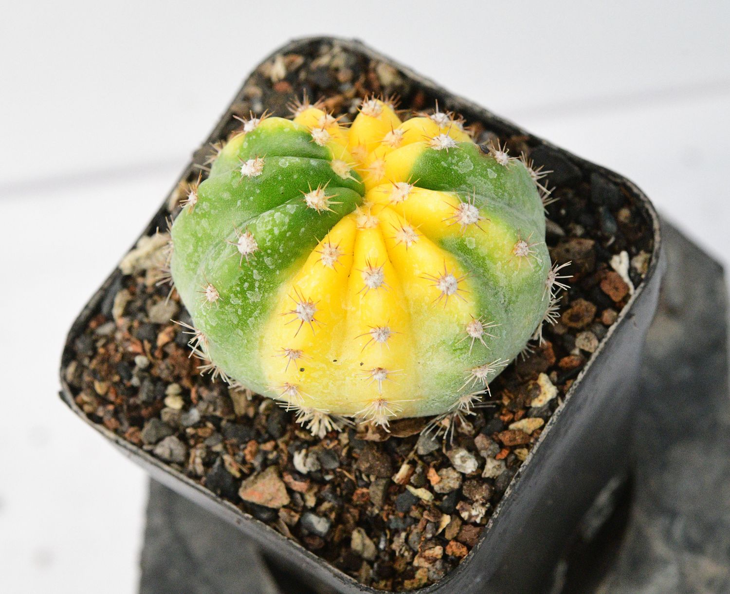 Echinopsis Inermis Variegated