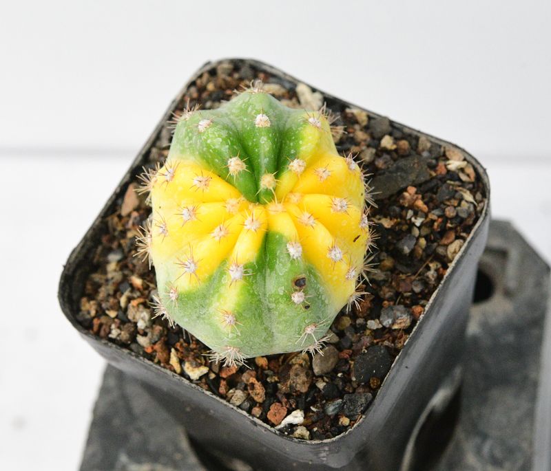 Echinopsis Inermis Variegated