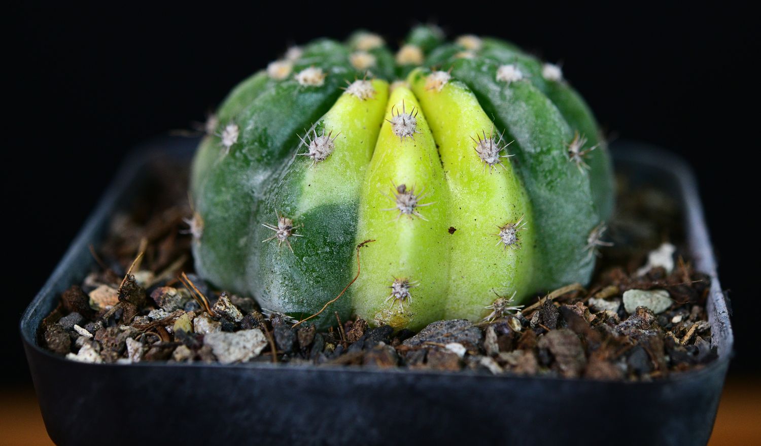 Echinopsis Inermis Variegated