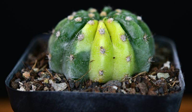 Echinopsis Inermis Variegated